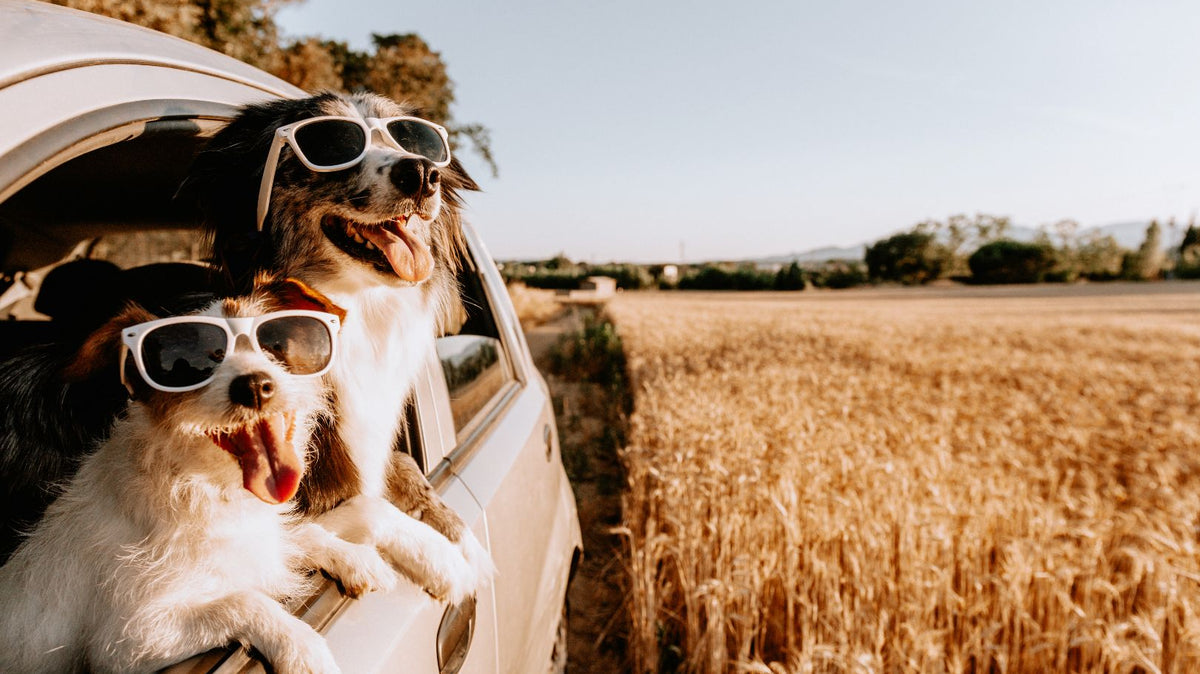 Embracing the Adventure: Traveling with Pets