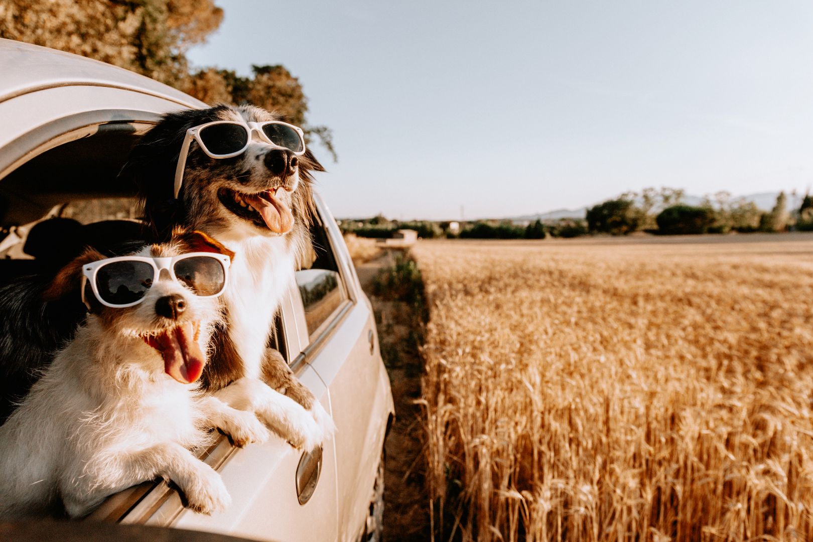 Embracing the Adventure: Traveling with Pets