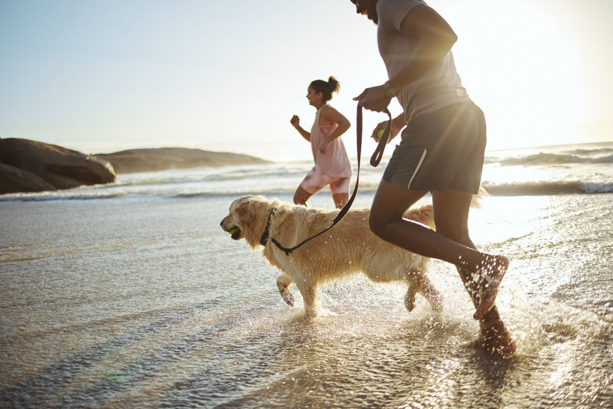 The Road Less Traveled: Exploring Pet-Friendly Destinations