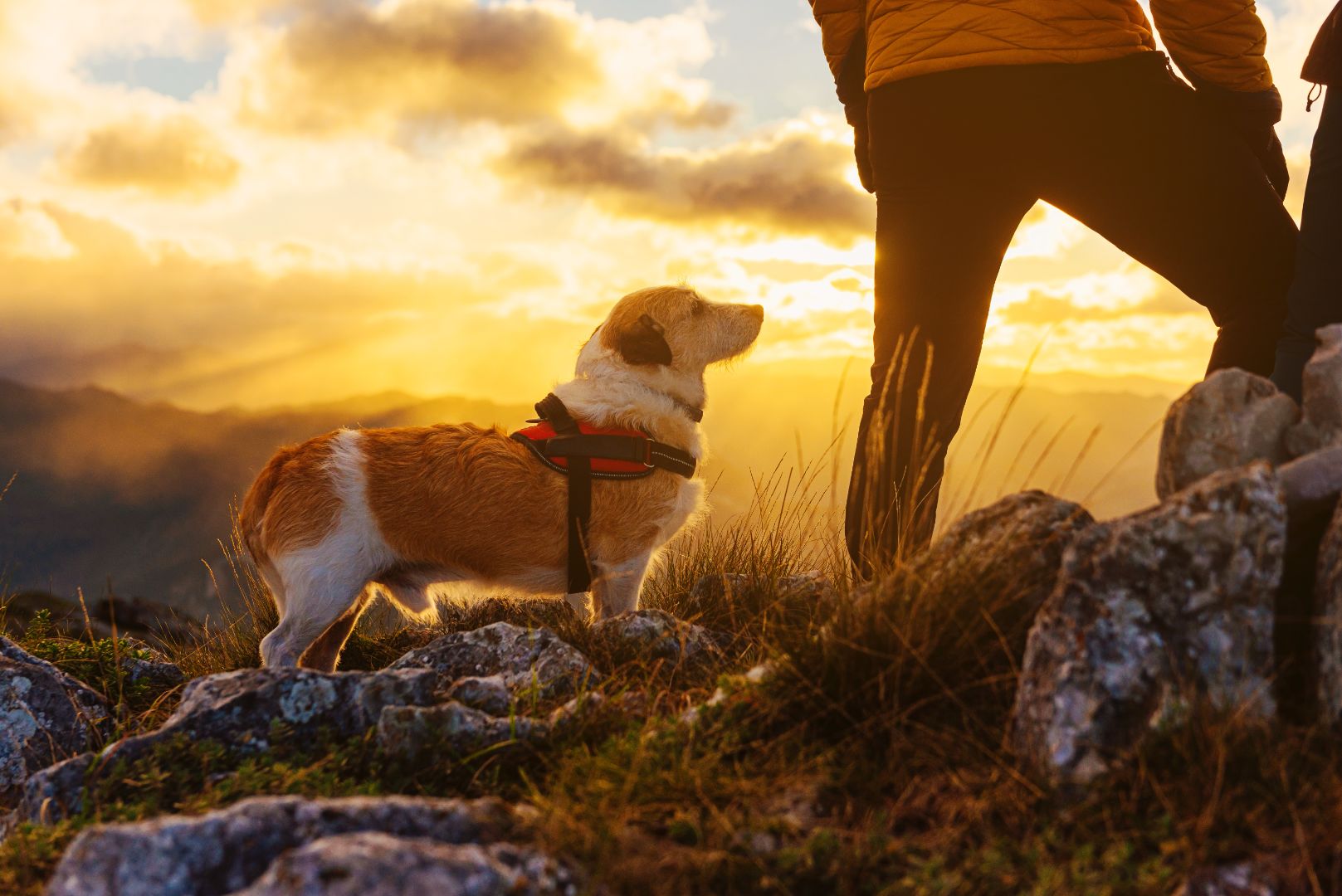 Paws and Reflect: Finding Joy in the Journey